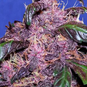 Auto Purple 1 u. fem. Original Sensible