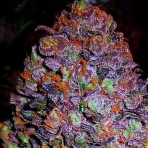 Auto Purple Haze 5 u. fem. Original Sensible