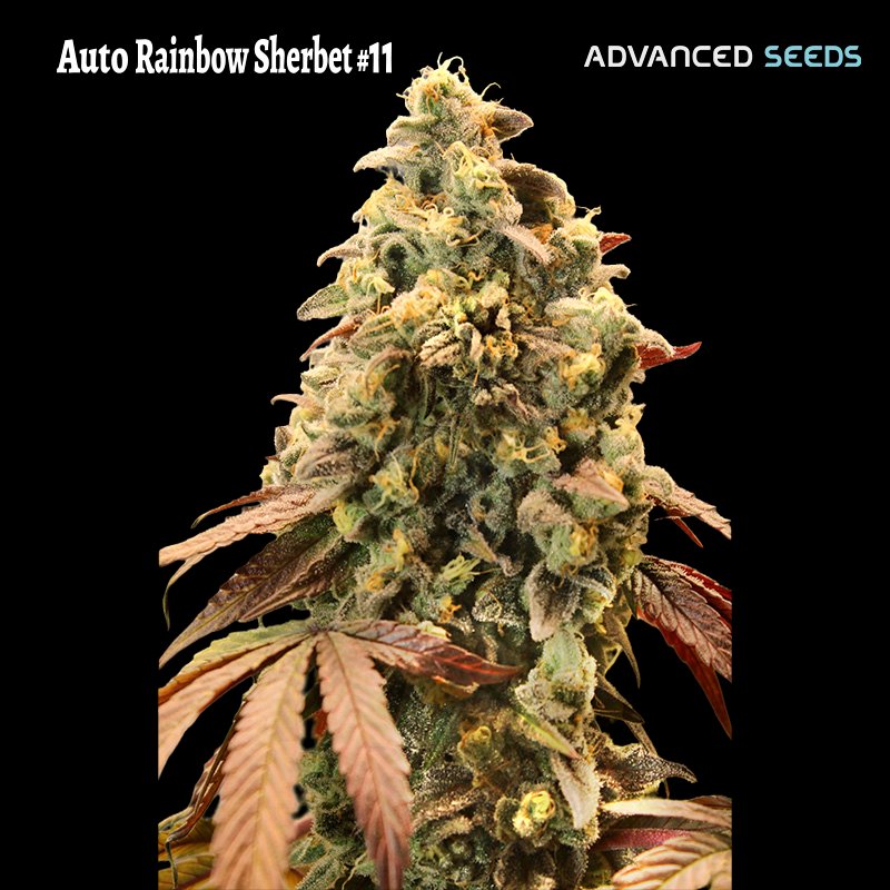 Auto Rainbow Sherbet #11 - 25 u. fem. Advanced Seeds