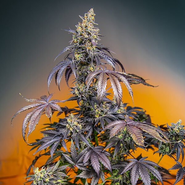 Auto Red Gorilla Girl XL 100 u. fem. Granel Profesionales Sweet Seeds