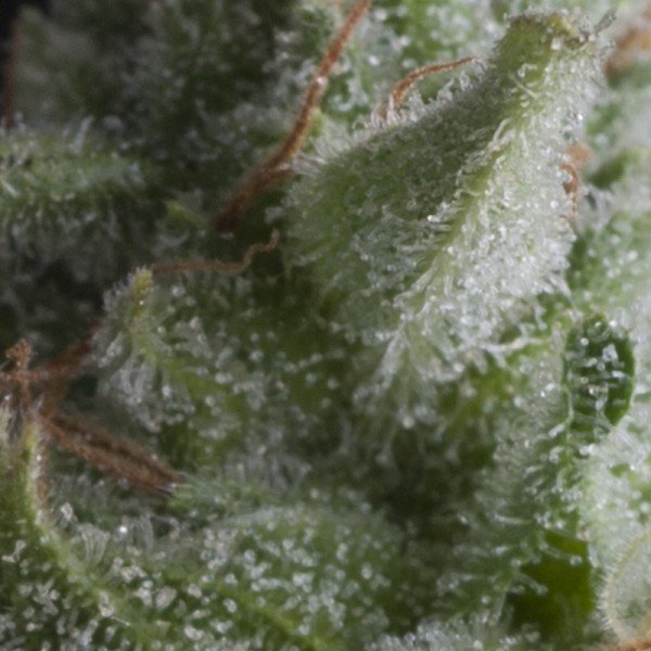 Auto Shark 3 u. fem Pyramid Seeds
