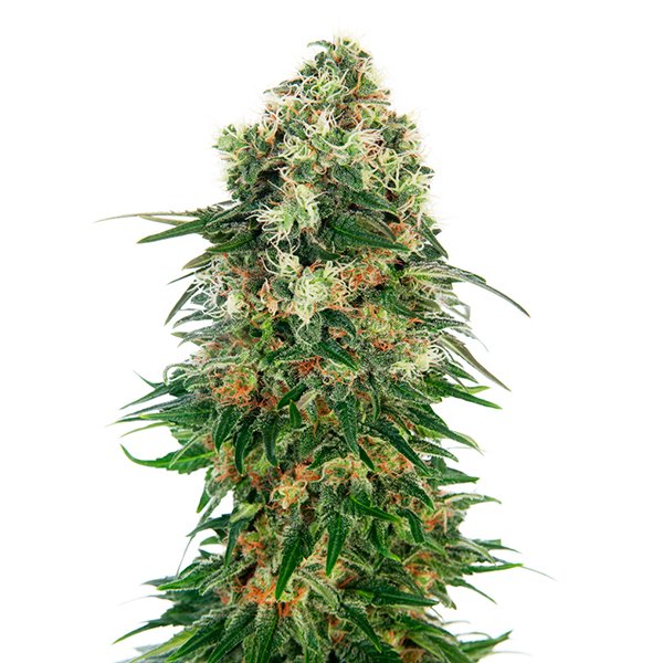 Auto Shiva Skunk 1 u. fem. Sensi Seeds