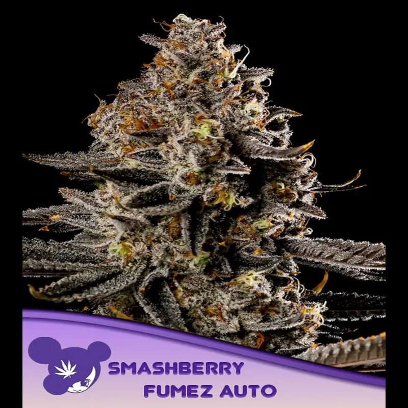Auto Smashberry Fumez 10 u. fem Anesia