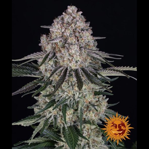 Auto Sour Diesel 10 u. fem. Barney's