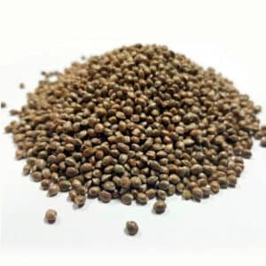 Auto Strawberry Amnesia Granel 100 ud.