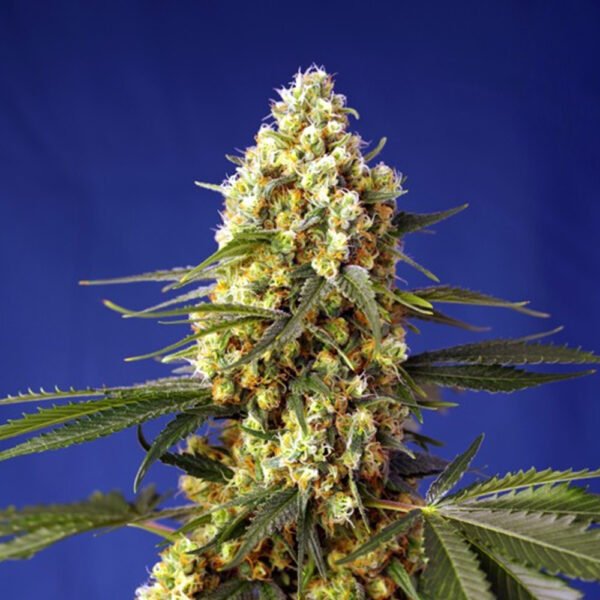 Auto Strawberry Banana Gelato XL 100 u. fem. Granel Profesionales Sweet Seeds