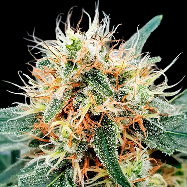 Auto Stromboli  3 u. fem. Paradise Seeds