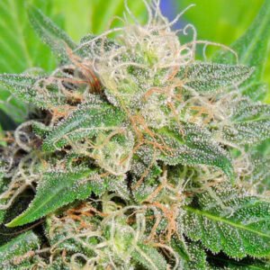 Auto Super Lemon Haze 1 u. fem. Original Sensible