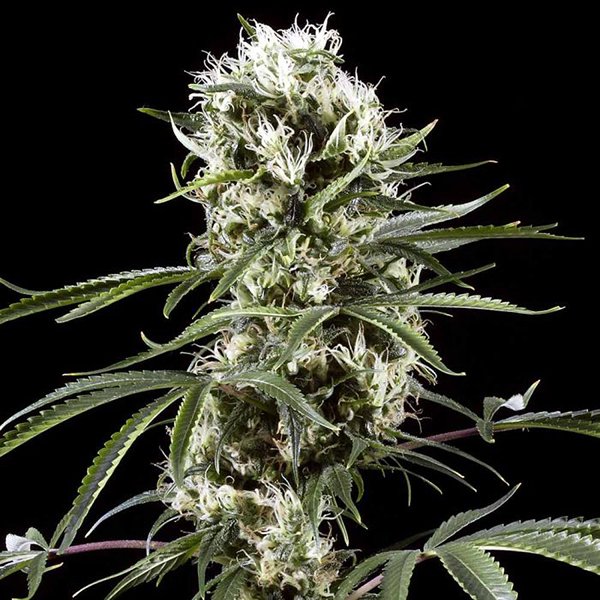 Auto Super Lemon Haze 3 u. fem. Green House