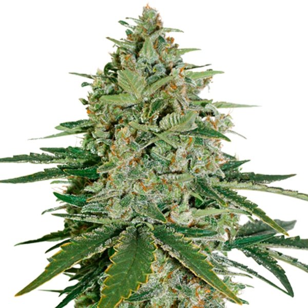 Auto Super Skunk fem.  1 u. Seedstockers