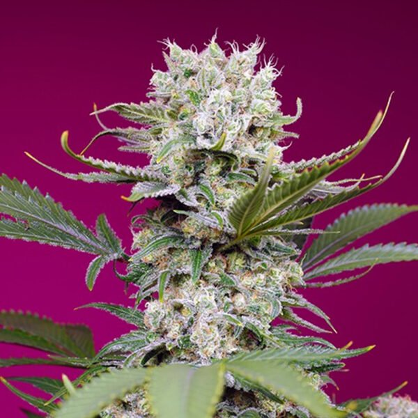 Auto Sweet Mandarine Zkittlez XL 100 u. fem. Granel Profesionales Sweet Seeds