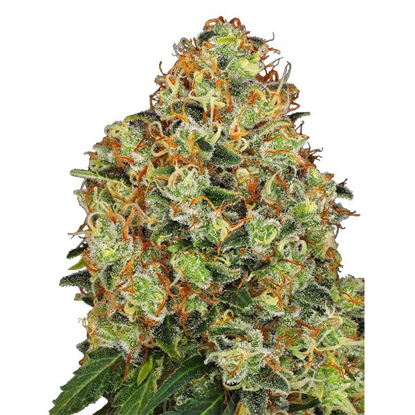 Auto Sweet Tangerine Tango 10 u. fem. White Label