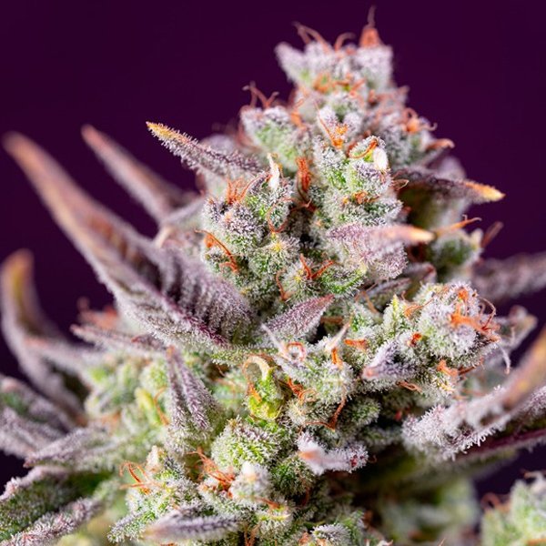 Auto Sweet Zenzation XL 5+2 u. fem. Sweet Seeds