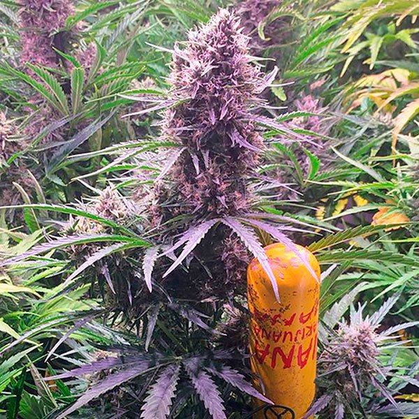 Auto Wedding Cake  5 u. fem. Barney's