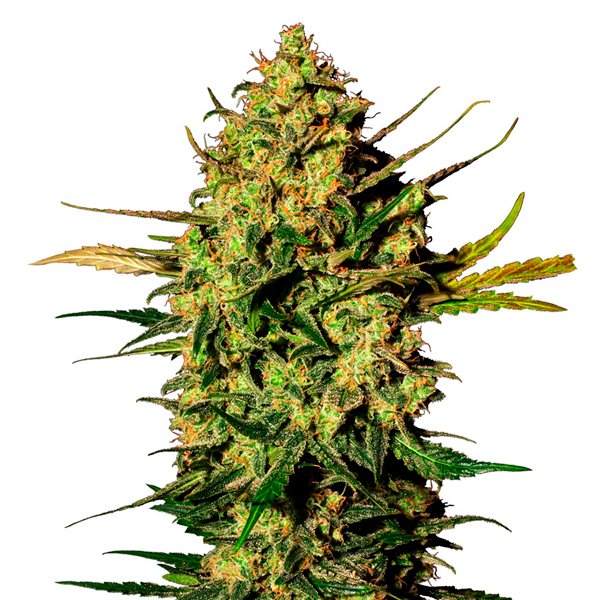 Auto White Skunk 1 u. fem. White Label