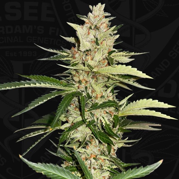Banana Candy Krush 5 u. fem. 710 Limited Pack T.H. Seeds
