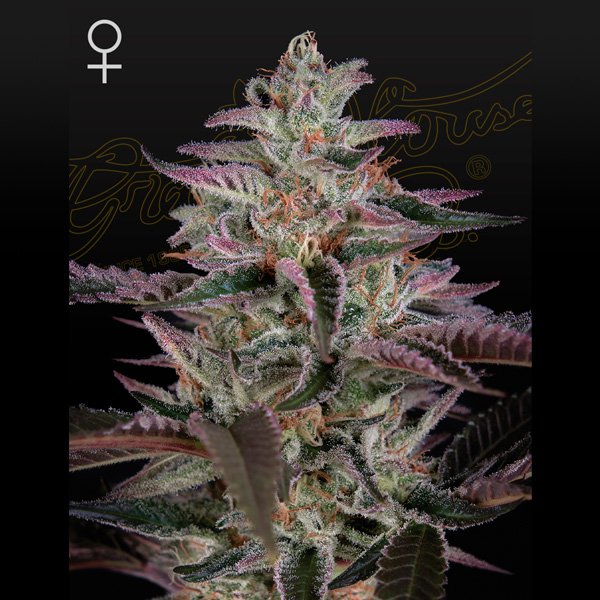 Banana Krumble 1 u. fem. Green House