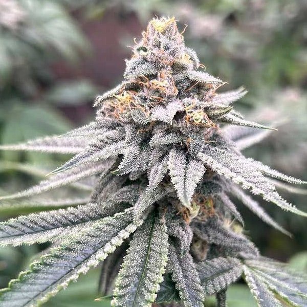 Blood Diamonds 2.0 - 7 u. fem Conscious Genetics