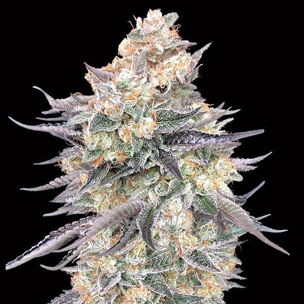 Blue Dream 3 u. fem. 00 Seeds