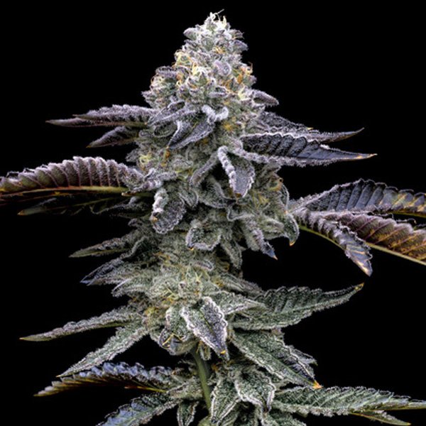 Blue Dream 5 u. fem. Barney's
