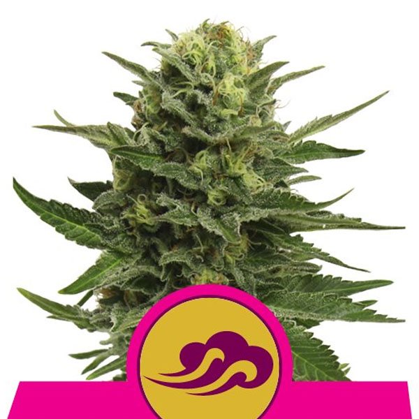 Blue Mystic 3 u. fem. Royal Queen