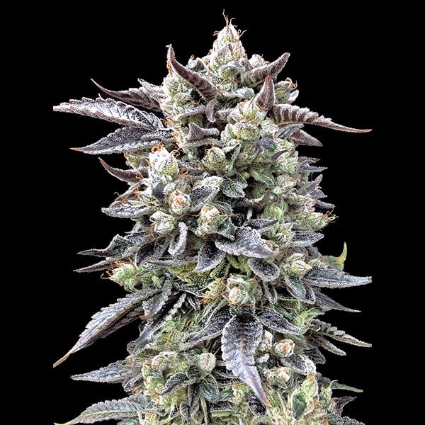 Brain Stroke Fast 25 ud High Speed Buds