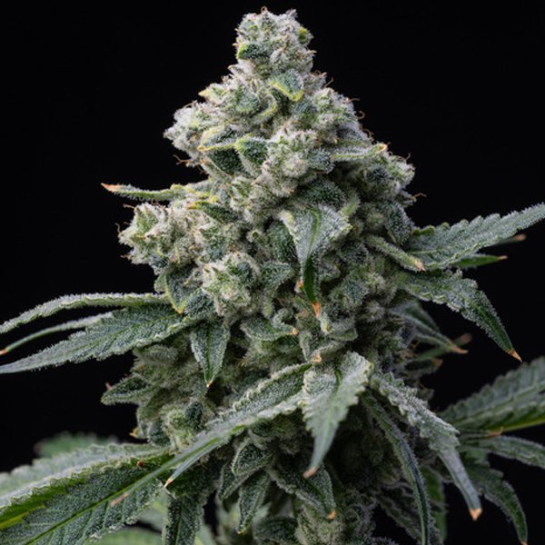 Bruce Banner 3 u. fem. Barney's