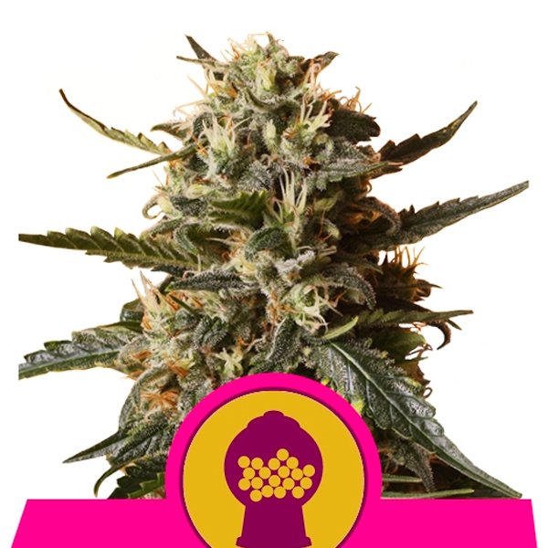Bubble Gum XL  5 u. fem. Royal Queen