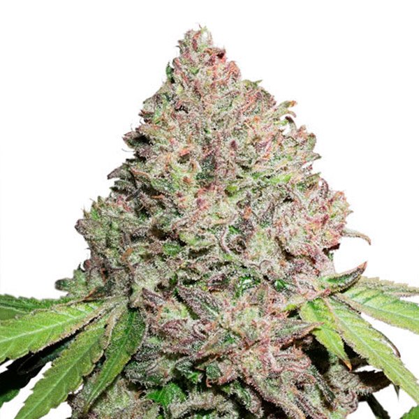 CBD Charlotte?s Angel   3 u. fem. Dutch Passion