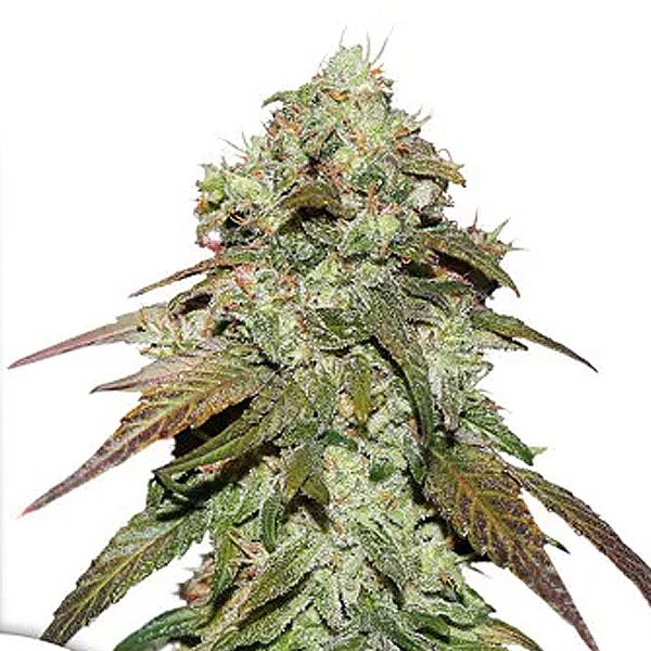 CBD Mazar 1 u. fem. Dutch Passion