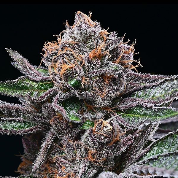 Candy Candy 3 u. fem Cookies Seed Bank