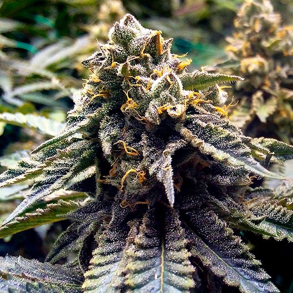 Chocolate Mint Og 2.0 - 5 ud Humboldt Seed Organization