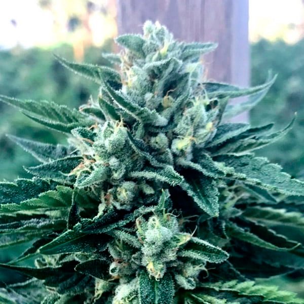 Cinnamon Buddha  3 ud Humboldt Seed Organization