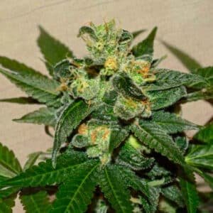 Citrus Paridisi 10 u. fem. Garden of Green Seeds