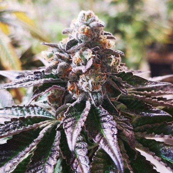 Cookies Purple Punch 3 u. fem. Medical Seeds