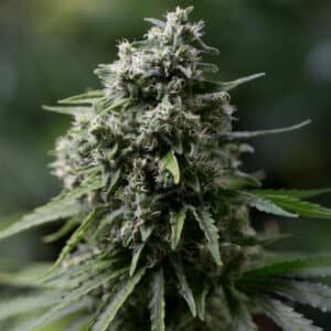 Critical + 2.0 -  25 ud Silent Seeds