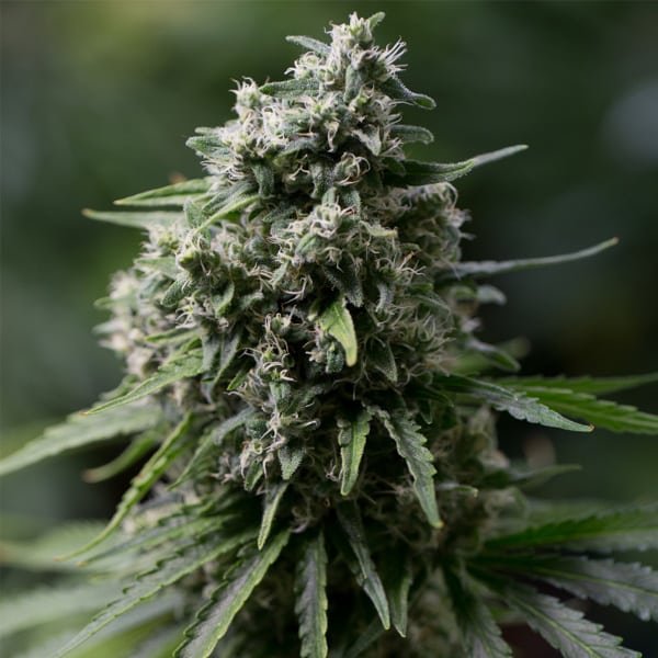 Critical + 2.0 -  25 ud Silent Seeds