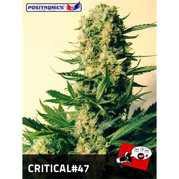 Critical #47 - 3 u. fem. Positronics Seeds