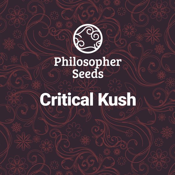 Critical Kush 5 u fem Philosopher