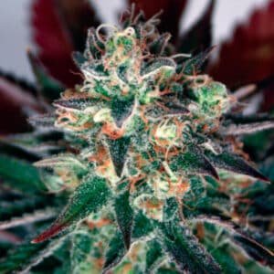 Critical Relief CBD  1 u. fem. Garden of Green Seeds