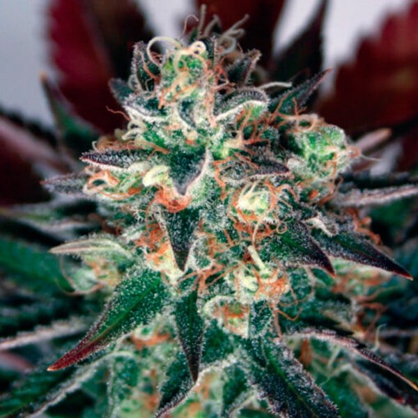 Critical Relief CBD 15 u. fem. Garden of Green Seeds