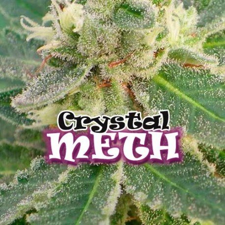 Crystal M.E.H.T. 4 u. fem. Dr Underground