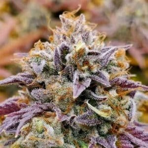 Cumbia 5 u. fem R-Kiem Seeds