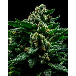 DO-G 1 u. fem. Ripper Seeds