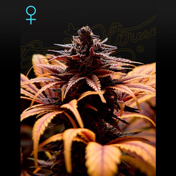 Deep Candy 1 u. fem. Green House