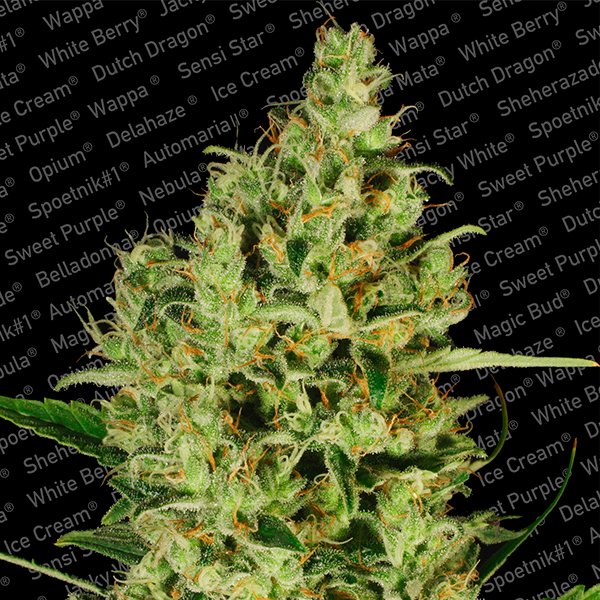 Delahaze  3 u. fem. Paradise Seeds