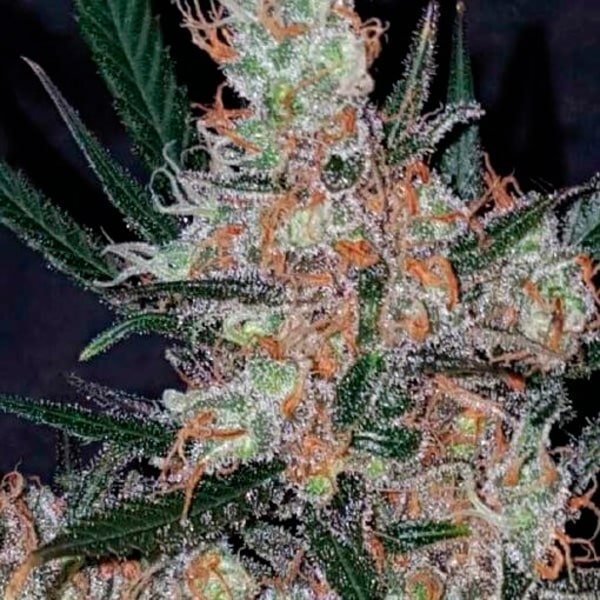 Diesel Berry Cough  3 u. fem. Garden of Green Seeds