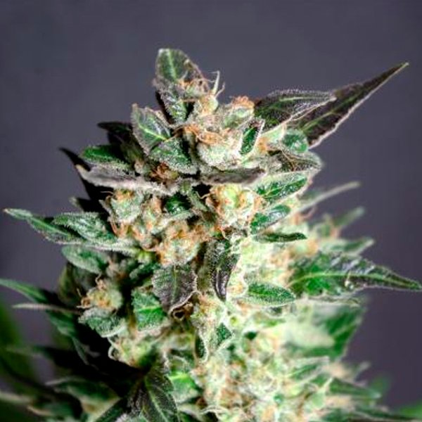 Diesel Glue   5 u. fem. Kannabia Seeds