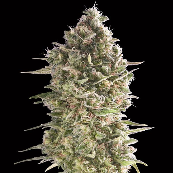 Do-Si-Dos Cookies 3 u. fem. 00 Seeds