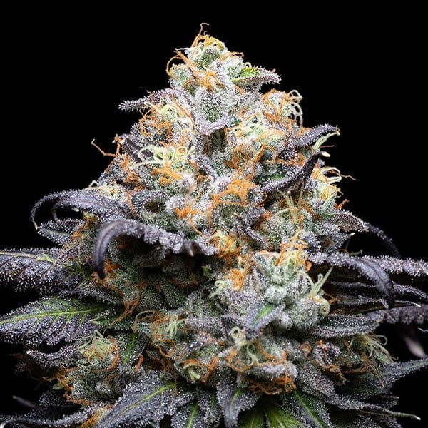 Double Sherb 3 u. fem Cookies Seed Bank